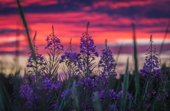 Deep pink and purple sky with lavender
